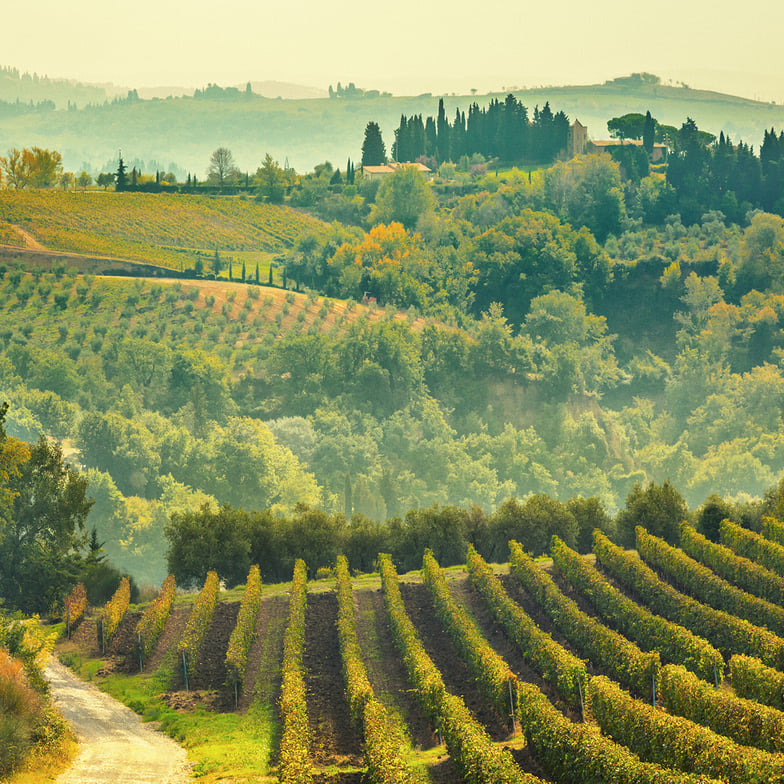IN VINO VERITAS